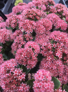 Rozchodnik Karpacki "Seduction Rose Charm" ( Sedum Telephium )