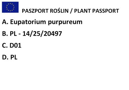 Sadziec plamisty "Atropurpureum" (Eupatorium maculatum)