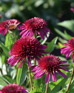 Jeżówka "Blueberry Cheesecake" (Echinacea)