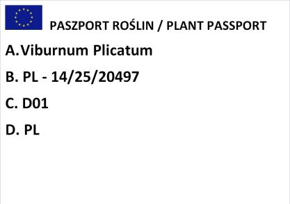Kalina Japońska "Mariesii" (Viburnum Plicatum)