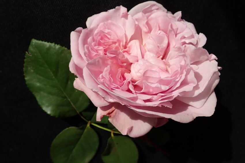 Róża Rabatowa 