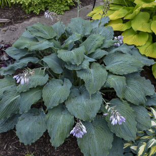 Funkia "Diamond Lake" (Hosta)