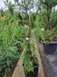 Cyprysik Nutkajski "Pendula" (Chamaecyparis Nootkatensis)