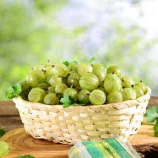 Agrest Biały "Invicta" (Ribes uva-crispa)