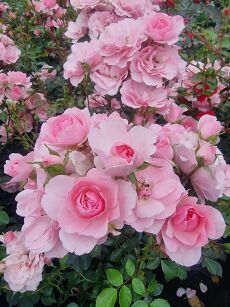 Róża Rabatowa „Bonica” (Rosa)