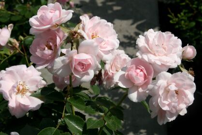Róża Rabatowa „Bonica” (Rosa)