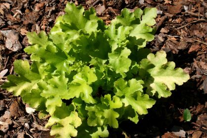 Żurawka "Lime Marmalade" (Heuchera Hybrida)