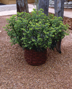 Wilczomlecz Migdałolistny "Purpurea" (Euphorbia  Amygdaloides)
