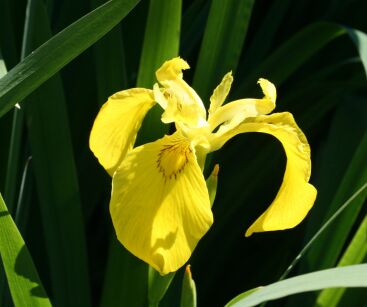 Irys Żółty ( Iris Pseudacorus )