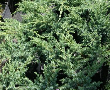 Jałowiec Łuskowy "Blue Swede" (Juniperus Squamata) 