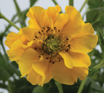 Kuklik Chilijski "Goldball" (Geum Chiloense)
