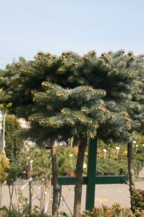 Świerk Kłujący "Glauca Globosa" szczepiony (Picea Pungens)