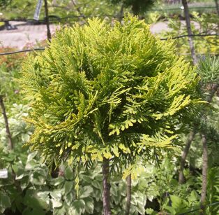 Żywotnik Zachodni "Mirjam / Miriam" szczepiony (Thuja Occ.)