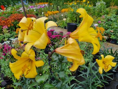 Lilia drzewiasta "Rising Moon" (Lilium)