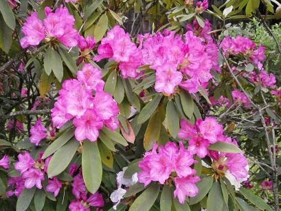 Różanecznik "Pink Lady" (Rhododendron)