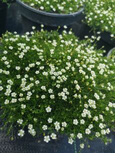 Karmnik ościsty "Green Moss" (Sagina subulata)