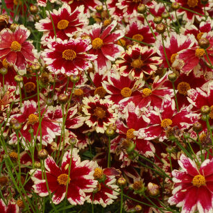 Nachyłek Okółkowy "Ruby Frost" (Coreopsis Verticilata)