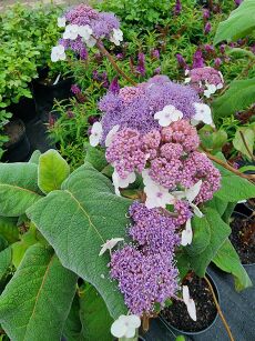 Hortensja kosmata "Macrophylla" (Hydrangea aspera)