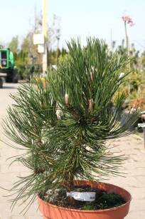 Sosna Bośniacka "Malink" (Pinus Heldreichii / Leucodermis)