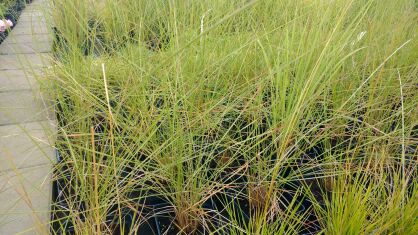 Muhlenbergia Capilaris  -  Trawa Włosowata Różowa
