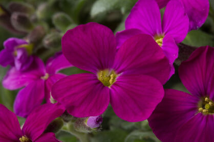 Żagwin Ogrodowy "Audrey F1 Red " (Aubrieta x Hybrida)