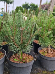 Sosna Górska kosodrzewina "Hnízdo'" (Pinus Mugo)