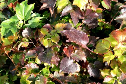 Winobluszcz Trójklapowy "Veitchii" (Parthenocissus Tricuspidata)