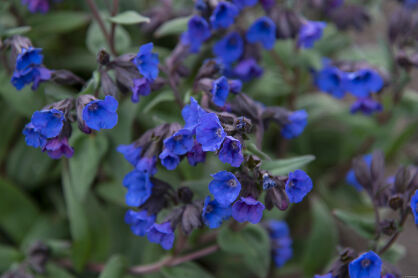 Miodunka  "Blue Ensign" (Pulmonaria )