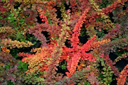 Berberys Thunberga "Green Carpet" (Berberis Thunbergii)