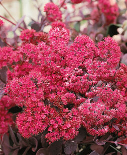 Rozchodnik "Bertram Anderson" (Sedum)