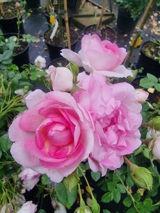 Róża Pnąca  "Jasmina" (Rosa)