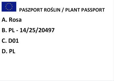 Róża Pnąca  "Jasmina" (Rosa)