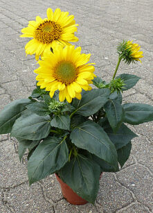 Słonecznik "Suncatcher Pure Gold" (Helianthus)