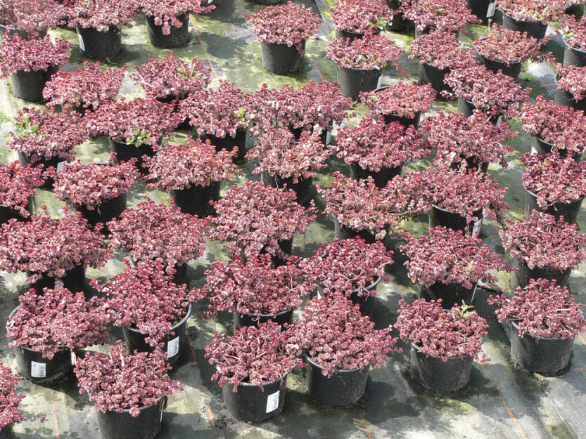 Rozchodnik Kaukaski „Purpur Winter” (Sedum Spurium)