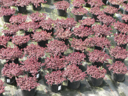 Rozchodnik Kaukaski „Purpur Winter” (Sedum Spurium)