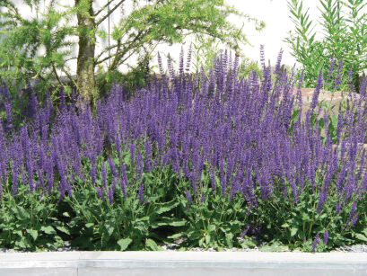 Szałwia Pospolita "Mainacht" (Salvia sylvestris)