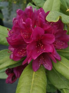 Różanecznik "Polarnacht" (Rhododendron)