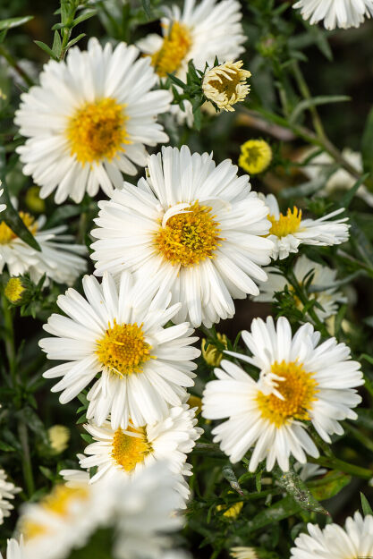 Aster Nowobelgijski 