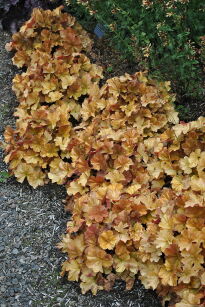 Żurawka "Northern Exposure Amber" (Heuchera)