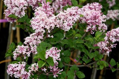 Lilak Meyeri "Palibin" szczepiony (SYRINGA MEYERI)