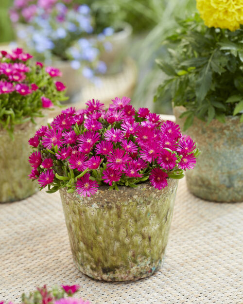 Delosperma Słonecznica Ice Cream™ Fuchsia (Delosperma Cooperi)