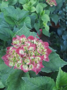 Hortensja Ogrodowa "Royal Red" (Hydrangea Macrophylla) 