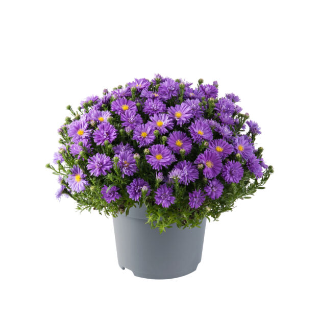 Aster Krzaczasty 