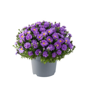 Aster Krzaczasty "Alpha Dark Purple Launch" (Aster Dumosus)