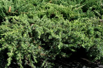 Jałowiec Pospolity "Greenmantle" (Juniperus Communis)
