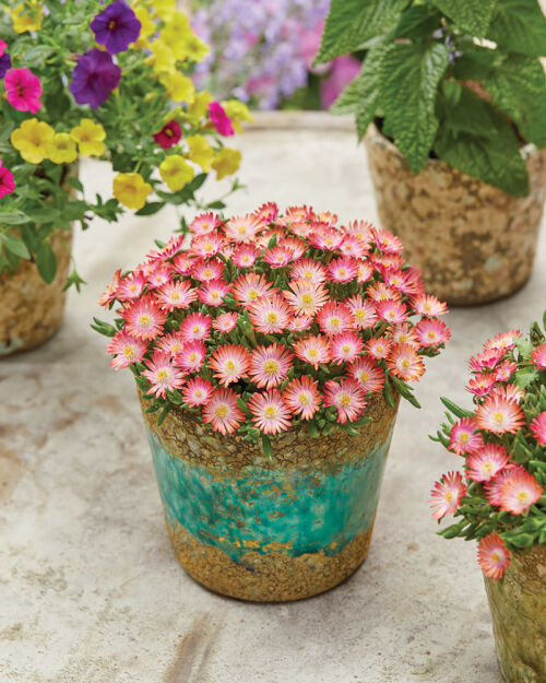Delosperma Słonecznica Ice Cream™ Salmon (Delosperma Cooperi)