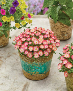 Delosperma Słonecznica Ice Cream™ Salmon (Delosperma Cooperi)