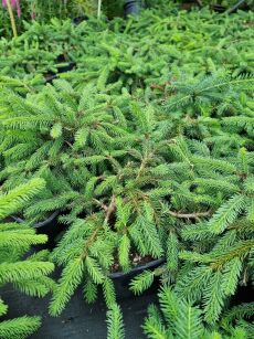 Świerk Pospolity "Procumbens" (Picea Abies)
