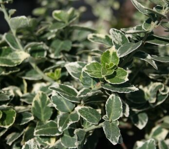 Trzmielina Fortune`a "Emerald Gaiety" (Euonymus Fortunei)