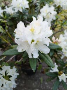 Różanecznik "Madame Masson" (Rhododendron)
